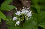 Eastern waterleaf