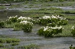 Shoal lily <BR>Cahaba lily