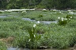 Shoal lily <BR>Cahaba lily