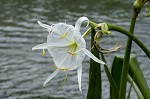 Shoal lily <BR>Cahaba lily