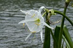 Shoal lily <BR>Cahaba lily