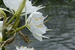 Shoal lily <BR>Cahaba lily