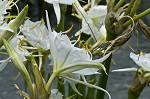 Shoal lily <BR>Cahaba lily