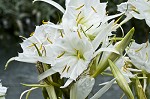 Shoal lily <BR>Cahaba lily