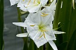 Shoal lily <BR>Cahaba lily