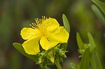 Roundpod St. Johnswort