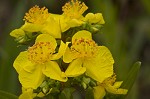 Roundpod St. Johnswort