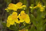 Roundpod St. Johnswort