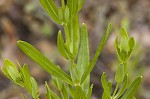 Roundpod St. Johnswort