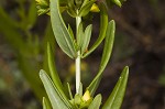 Roundpod St. Johnswort