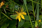 Mountain St. Johnswort