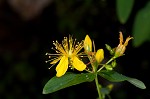 Mountain St. Johnswort