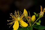 Mountain St. Johnswort