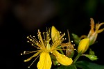 Mountain St. Johnswort