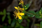 Mountain St. Johnswort