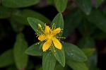 Mountain St. Johnswort