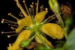 Mountain St. Johnswort