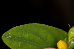 Mountain St. Johnswort