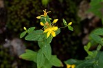 Mountain St. Johnswort