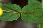 Mountain St. Johnswort