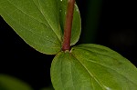 Mountain St. Johnswort