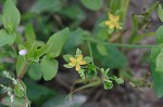 Clasping St. Johnswort