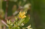 Clasping St. Johnswort