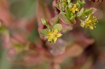 Clasping St. Johnswort