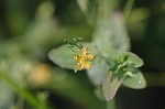 Clasping St. Johnswort