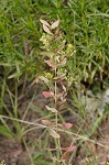 Clasping St. Johnswort