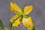 Flatwoods St. John's-wort