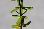 Flatwoods St. John's-wort