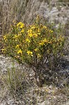 Flatwoods St. John's-wort