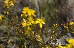 Flatwoods St. John's-wort