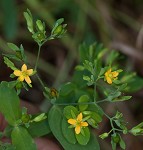 Dwarf St. John's wort