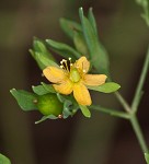 Dwarf St. John's wort