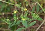 Dwarf St. John's wort