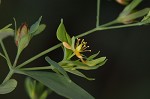 Dwarf St. John's wort