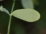 Dwarf St. John's wort