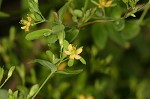 Dwarf St. John's wort