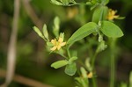 Dwarf St. John's wort