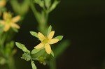 Dwarf St. John's wort