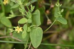 Dwarf St. John's wort