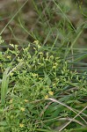 Dwarf St. John's wort