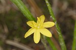 Common yellowstar grass