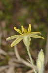 Common yellowstar grass