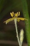 Common yellowstar grass