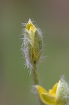 Common yellowstar grass