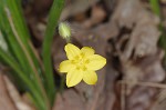 Common yellowstar grass