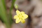 Common yellowstar grass